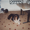 Photo de Charlie, Colley à poil long