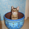 Photo de Baraka