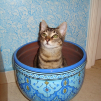 Photo de profil de Baraka