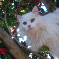 Photo de profil de Princesse