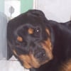 Photo de Belka, Rottweiler