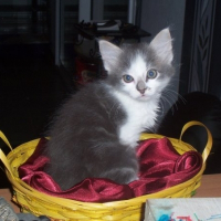 Photo de profil de Diego