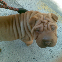 Photo de profil de Ekine