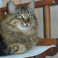 Photo de profil de Kitty