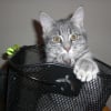 Photo de Barney