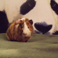 Photo de profil de Guizmo