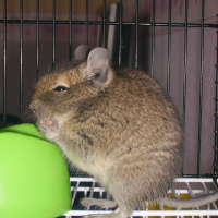 Photo de profil de Coca
