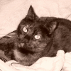 Photo de Gribouille