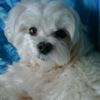 Photo de profil de Anakin