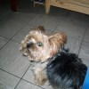 Photo de Opium