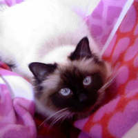 Photo de profil de Lila