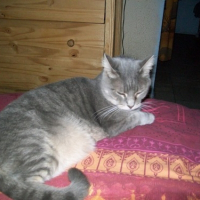 Photo de profil de Phoenix