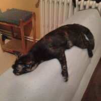 Photo de profil de Rem