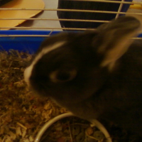 Photo de profil de Choupinet