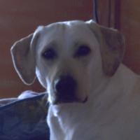 Photo de profil de Voxane