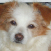 Photo de Wisky