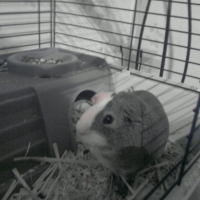 Photo de profil de Bambou