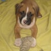 Photo de Tyson