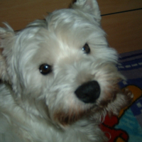 Photo de profil de Pepsi