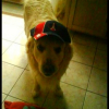 Photo de Ulysse, Golden Retriever