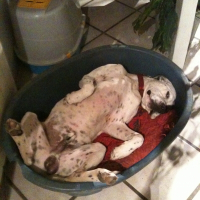 Photo de profil de Doguer