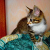 Photo de Nugets