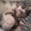 Photo de Gribouille