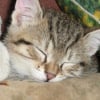 Photo de Zara