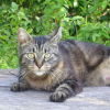 Photo de Minette