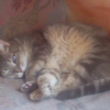 Photo de Pitou