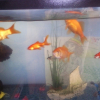 Photo de Mes poissons