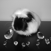 Photo de profil de  timon