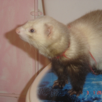 Photo de profil de Chicco