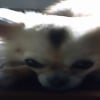 Photo de Dolmy, Chihuahua