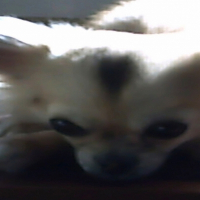 Photo de profil de Dolmy