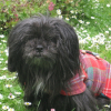 Photo de Heidi, Shih Tzu