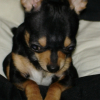 Photo de Diablo