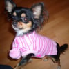 Photo de Kayna, Chihuahua