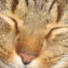 Photo de Néo