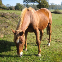 Photo de profil de Arpège