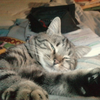 Photo de profil de Chatounet