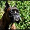 Photo de Tyson