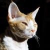 Photo de Dickens d'ahcatan