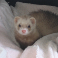 Photo de profil de Perle