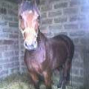Photo de Rhapsody