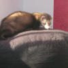 Photo de Sirius