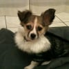 Photo de Scoubi, Chihuahua