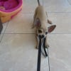 Photo de Cookie