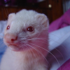 Photo de Nala, Furet