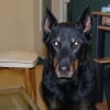 Photo de Sybel, Beauceron